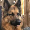 Denise Casanova - @kaya.germanshepherd - TikTok