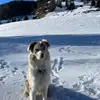 kaya<33 - @kaya.australianshepherd - TikTok