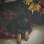 Kaya Shepherd Puppy Pals - Facebook