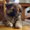 Kayathecutestshepherd🐾 - @kayatheshepherd0 - TikTok
