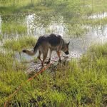 kayathegsd - @kaya_shepherd - Instagram