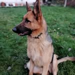 👑КАYA👑 - @__.kaya_shepherd.__ - Instagram