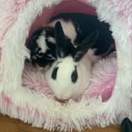 Kaya Singleton - @kayasrescuepack - Instagram