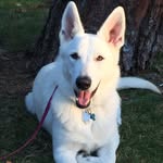 Kaya - @kayawhiteshepherd - Instagram