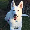 kayawhiteshepherd - @kayawhiteshepherd - TikTok