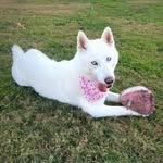 Princess Kaya - @kayawhitehusky - Instagram
