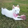 Princess Kaya - @kayawhitehusky - TikTok
