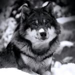 Go Drawing!!! - @kaya_wolf_animals - Instagram