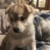 Kaya ❤️ - @kaya.wolf_ - TikTok