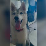 Kaya - @kaya.wolf0 - Instagram