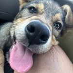 Kaya🐺 - @kaya.wolf_ - Instagram