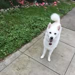 Kaya - @kayawolfdog - Instagram