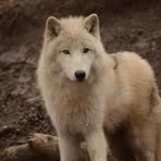 Kaya Wolf - Facebook