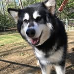 Kaya Wright - @kaya_the_malamute - Instagram