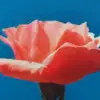 Kacey Cooper - @kacey_asthetic - TikTok