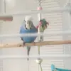 kaydeelee12 - @kaydeelees_pets123 - TikTok