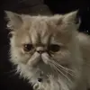 geekayden10 - @geekayden10 - TikTok