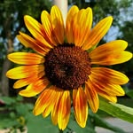 Kaye Barnes - @prairiestatehippie - Instagram