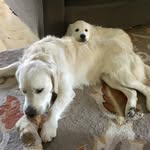 Kaye Bishop - @scoutlivpen - Instagram