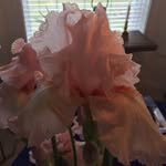 Sharon Kaye Estes - @sharonestes59 - Instagram