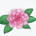 Kaye Gardner - @gardeningoe2020 - Instagram