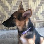 Kaye & Glenn Gsd 🐶🐾 - @laylabearthegsd__ - Instagram