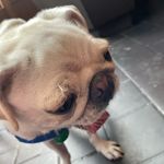Kate Glover - @poppypuglove - Instagram
