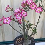 Kaye Goodwin - @kayegoodwin - Instagram