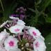 Kaye Griffiths - Facebook