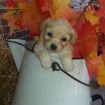 Kaye Hoffman Barnes - @kaye.h.barnes - Instagram