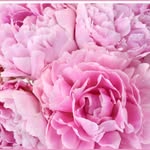 kay kline - @kkline31 - Instagram