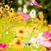 Kaye Larson - Facebook