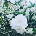 Koowol - @kaye_moon - Instagram
