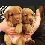 Kate Noble - @cantinekate - Instagram