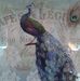 Kaye Peacock - Facebook