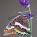 Kaye Sims - Facebook