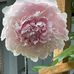 Kaye Starkes - Facebook