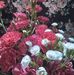 Kaye Stephens - Facebook