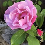 Kaye Thorne - Facebook