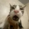 kayla - @kayla.altman - TikTok