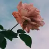 Kayla Ballard - @kaylaballard5 - TikTok