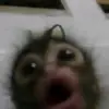 Mikooo - @kaylabethea - TikTok