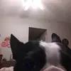 tedbobo80 - @kaylabobo31 - TikTok
