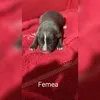 Kayla Borba - @kaylaborbadog - TikTok