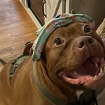 Kayla Brigham - @brighapaws - Instagram