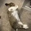 Kayla Browning - @_kayla.bee - TikTok