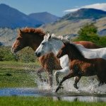 Kayla Eason - @horses_for_life08 - Instagram