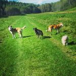 Kayla Foley - @furryfriendsdaycare - Instagram