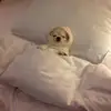 Kayla - @kaylafoleyy - TikTok