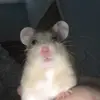 Kayla galbraith - @caramel.hamster.love - TikTok
